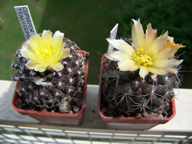 Copiapoa tenuissima i Copiapoa sp.