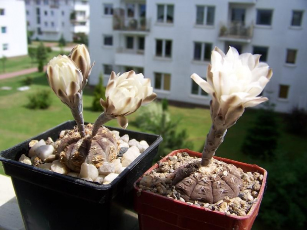 Gymnocalycium ragonesei