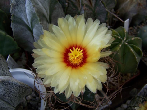 Astrophytum senilis