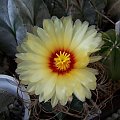 Astrophytum senilis