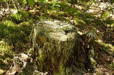 Pień #pień #drzewa #las #natura #przyroda