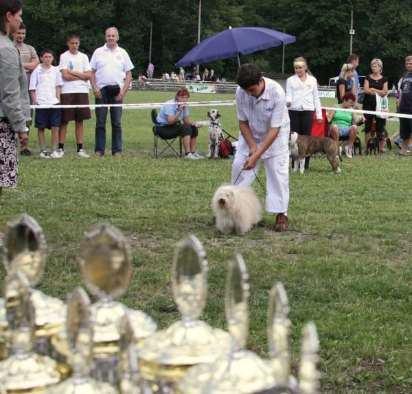 34 Krajowa Wystawa Psów w Ustroniu