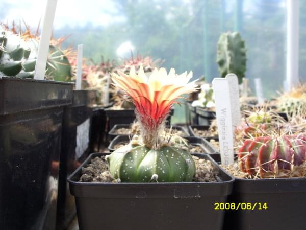 Astrophytum