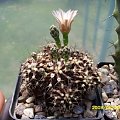 Gymnocalycium mihanovichii