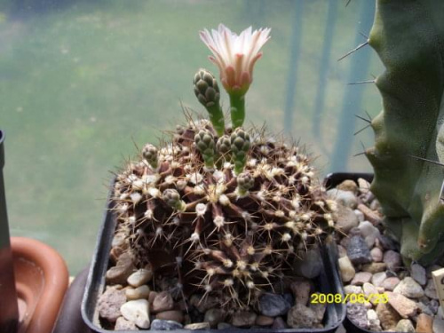 Gymnocalycium mihanovichii