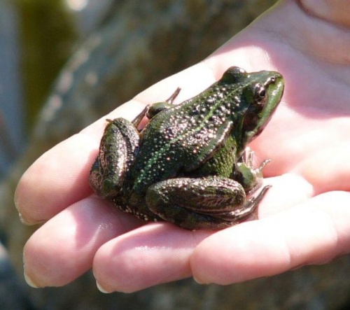 żabka jak na dłoni #żaba #staw