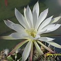 Echinopsis