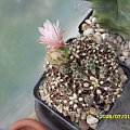 Gymnocalycium mihanovichii