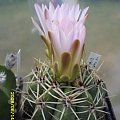 Gymnocalycium