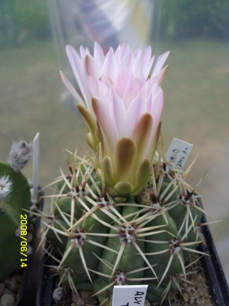 Gymnocalycium