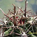 Ferocactus