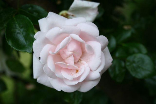 biała #róze #kwiatki