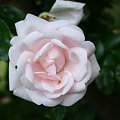 biała #róze #kwiatki