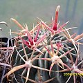 Ferocactus