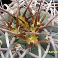 Gymnocalycium cardenasianum