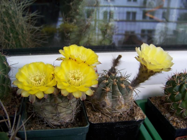 Acanthocalycium glaucum