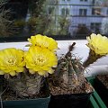 Acanthocalycium glaucum