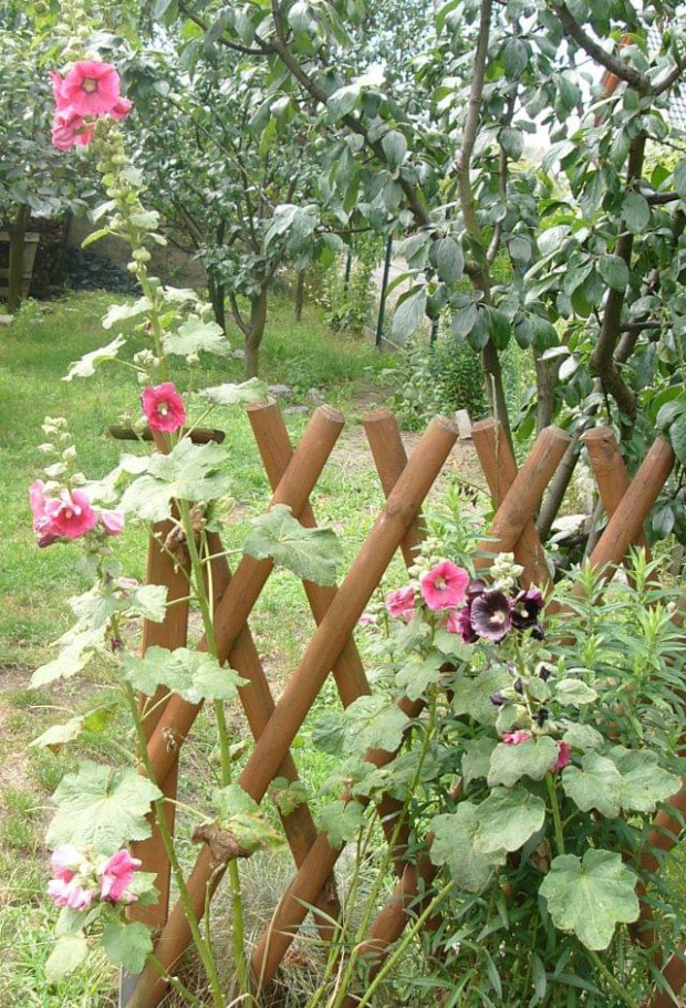 tak wyglądają wiejsko #malwa #kwiat #ogród