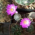 Mammillaria theresae