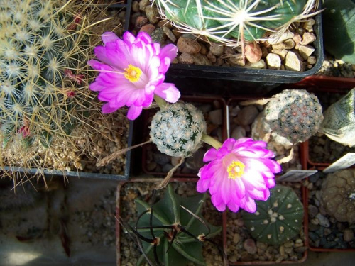 Mammillaria theresae