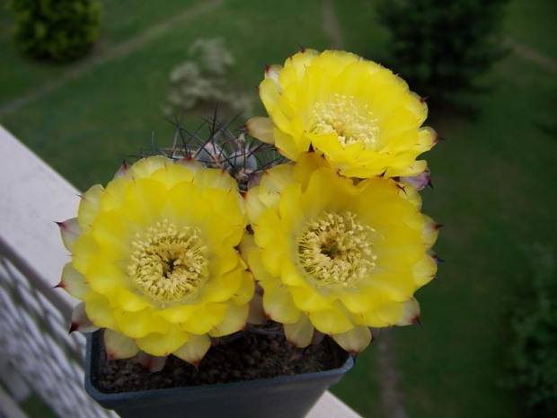 Acanthocalycium glaucum