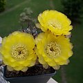 Acanthocalycium glaucum