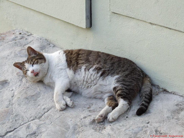 Mruczki z dalekiej Italii #koty #cat #Italia