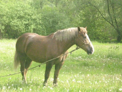 Cudne konie nad Wisłą...