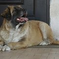 sunia mix leonberger lipiec2008