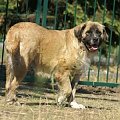 sunia mix leonberger lipiec2008