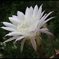 232.Echinopsis multiplex