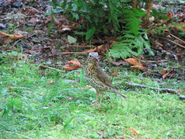 Drozd śpiewak (Turdus philomelos; syn. T. ericetorum)