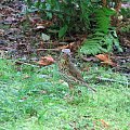 Drozd śpiewak (Turdus philomelos; syn. T. ericetorum)