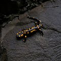 salamandra1