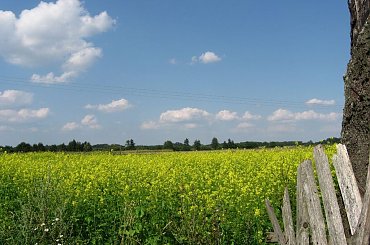 Wieś Stypułów latem. #przyroda #krajobraz #wieś #lato #łąka #niebo #żółty