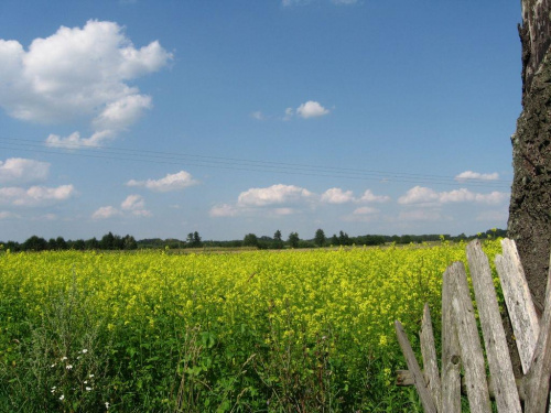 Wieś Stypułów latem. #przyroda #krajobraz #wieś #lato #łąka #niebo #żółty