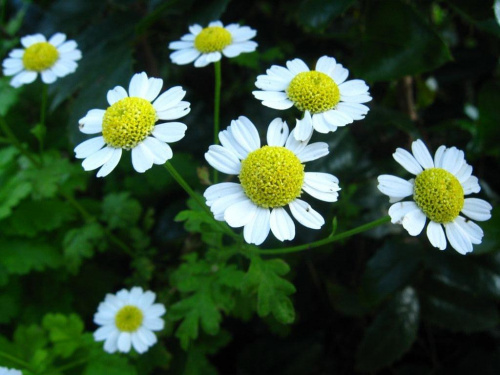 Kwiatki w lecie #kwiat #przyroda #biały #żółty #lato