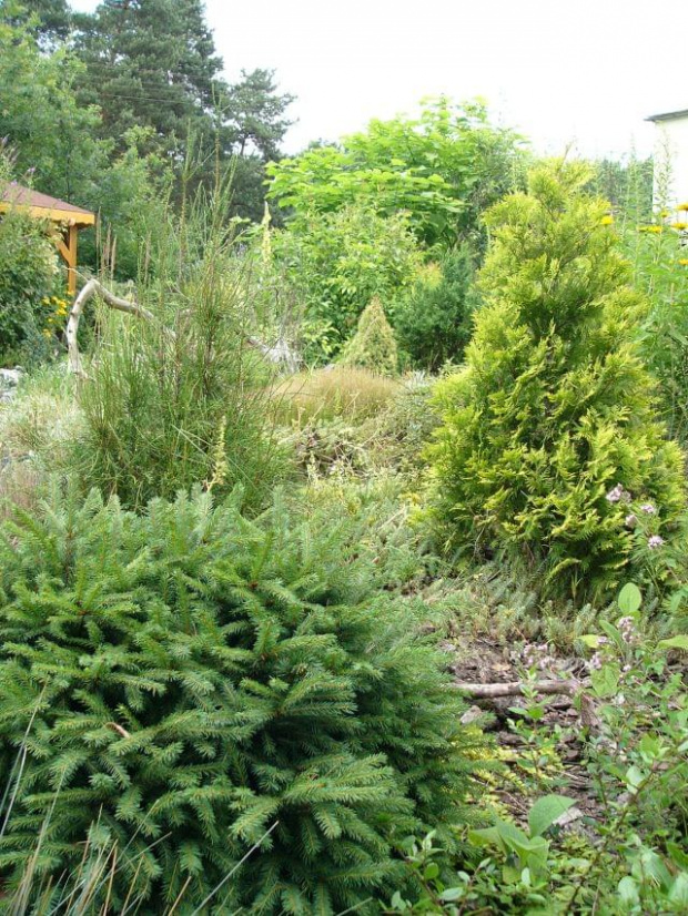 fragment ogrodu #ogród #krzewy