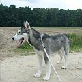 #husky