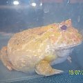 żaba rogata albino #żaba