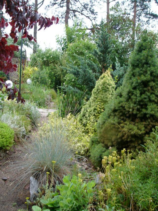 fragm.ogrodu #ogród #krzewy #ścieżka