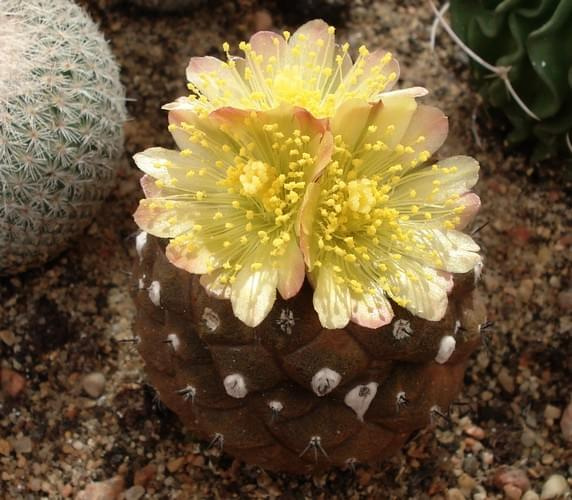 Copiapoa humilis