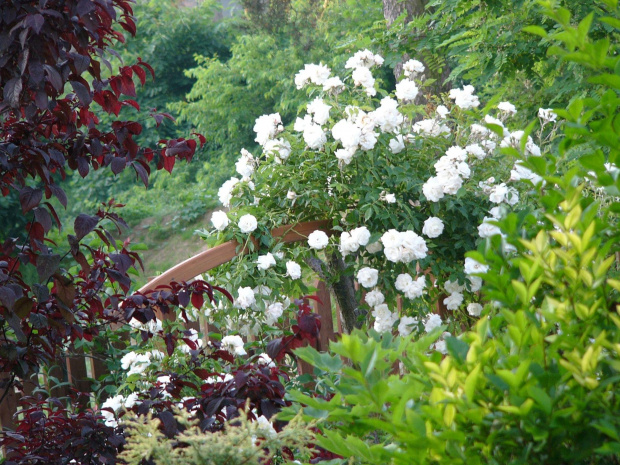 pergola różana #ogród #róża