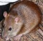 Szczurcia #szczur #szczury #szczurek #szczurki #ogonek #ogonki #zwierzęta #gryzonie