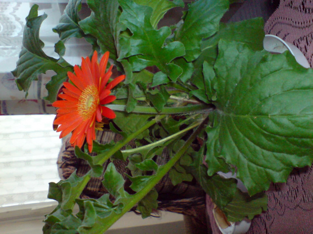 gerbera