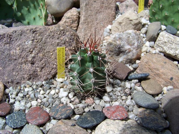 Echinocereus triglochidatus