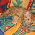 Ratanek