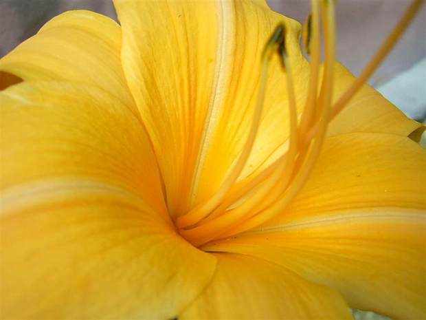 Samoan Song #liliowiec #liliowce #kwiaty #ogrod #przyroda #piekno