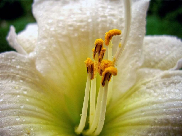 Gentle Shepard #liliowiec #liliowce #kwiaty #ogrod #przyroda #piekno