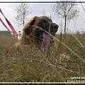 #leonberger #AptekaNatury